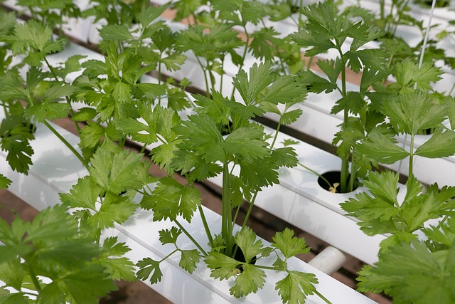 hydroponics plants