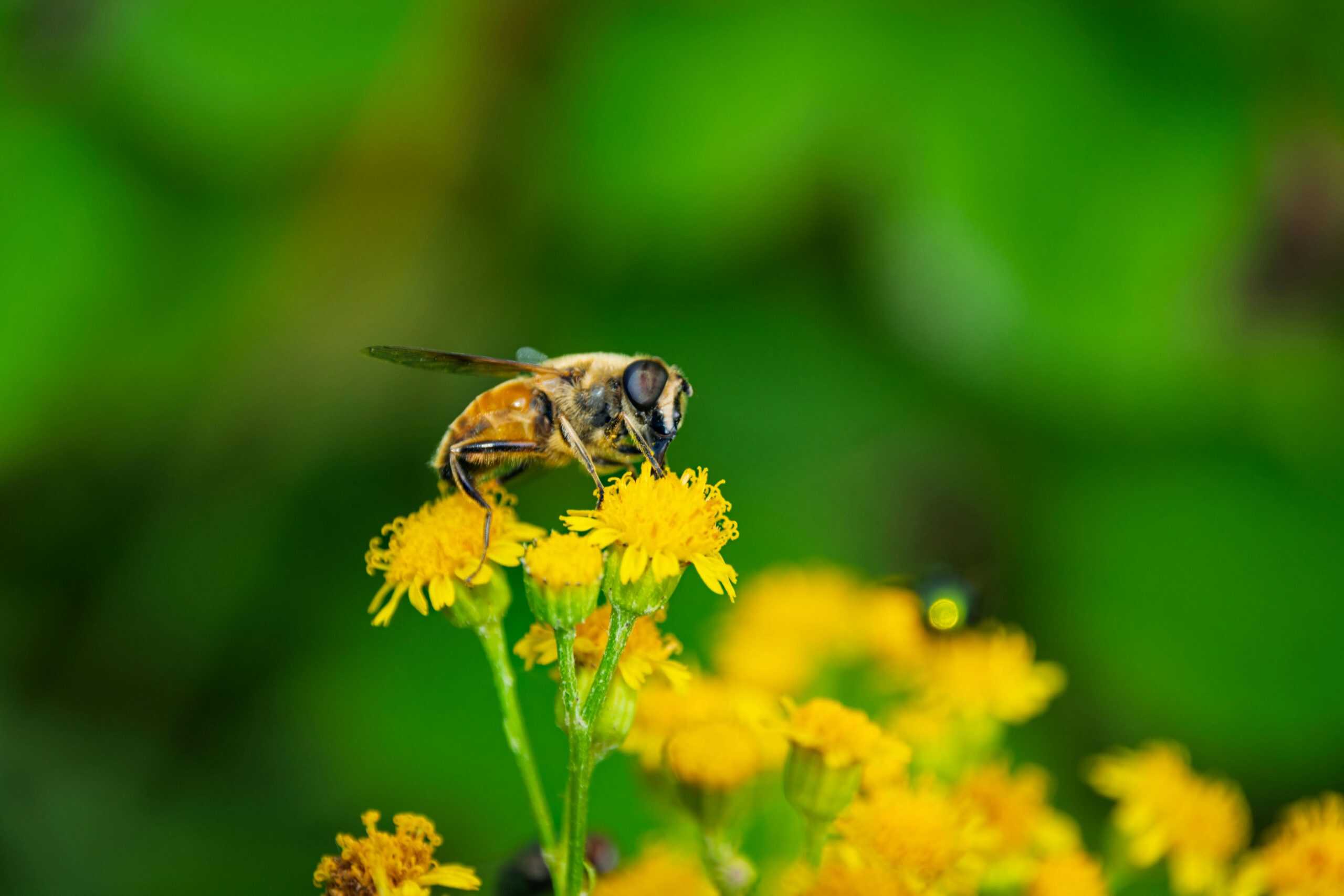 flowers as companion plants