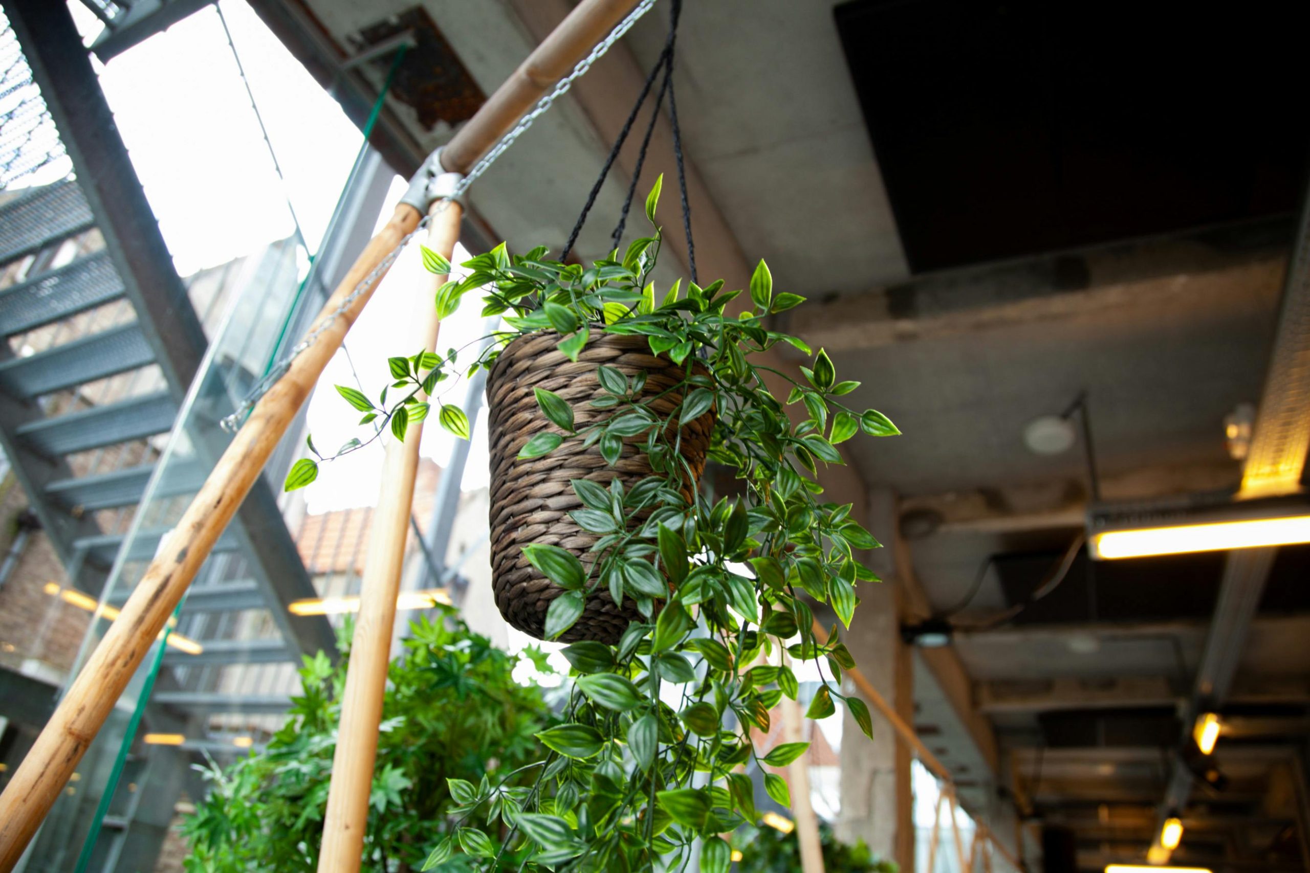 indoor hanging plant