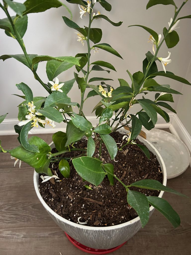 dwarf Meyer lemon tree