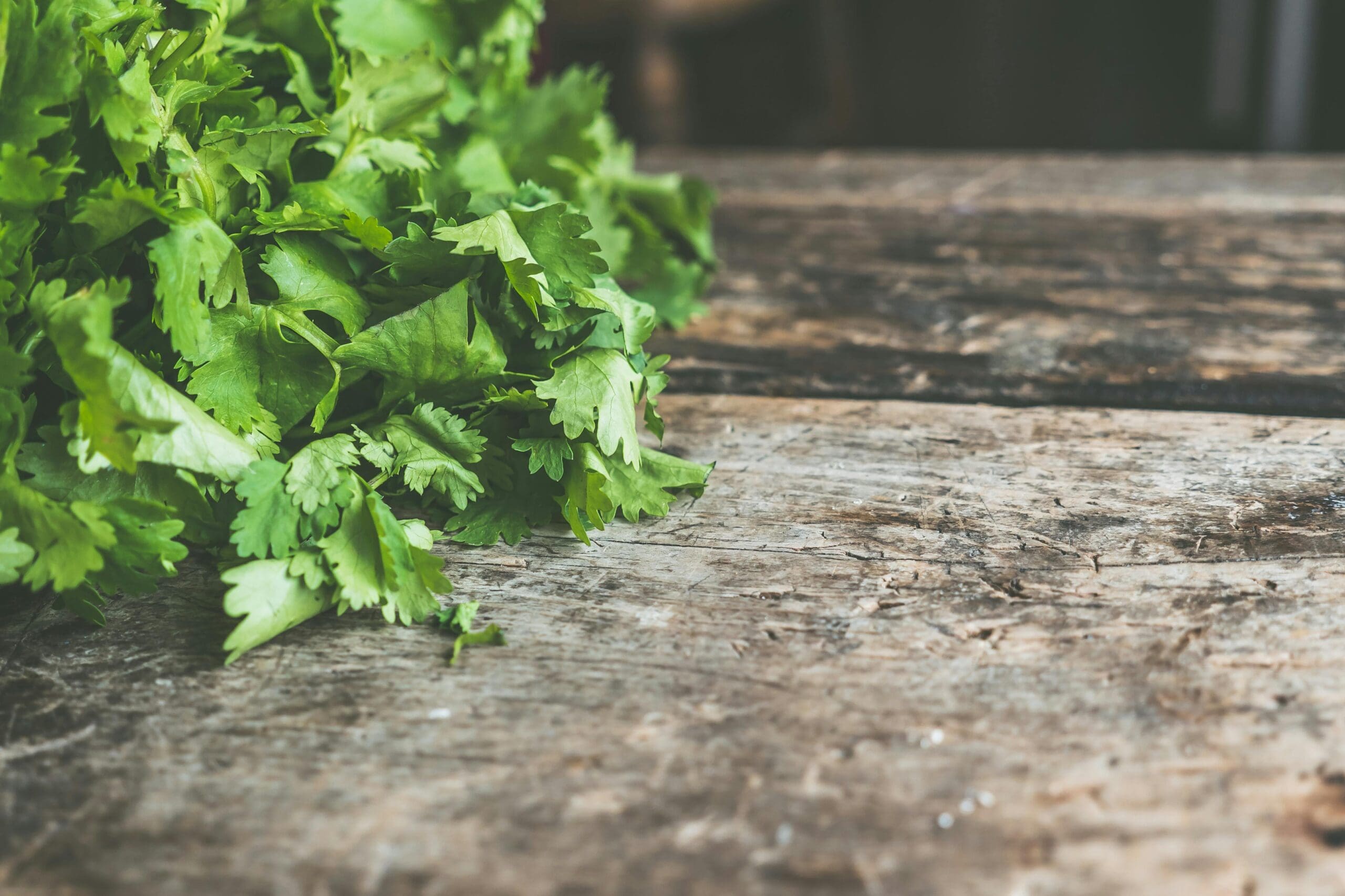 How Do You Plant Cilantro Seeds? A Simple Step‑by‑Step Guide for Beginners