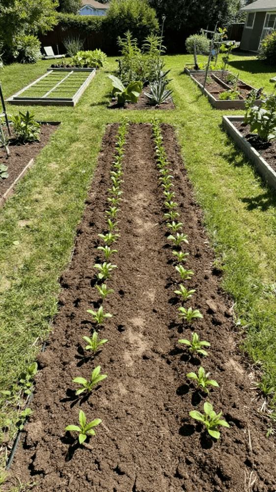 Plants In Ground Row Planting