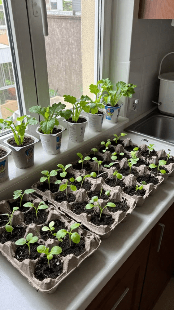 Seed starts in a window