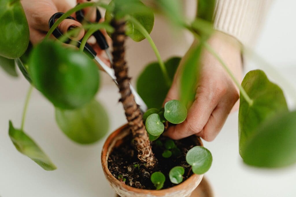 person pruning an indoor plant with scissors 