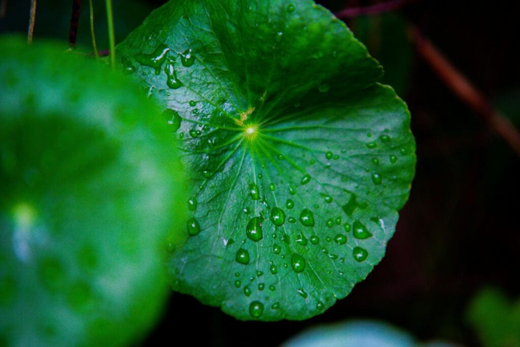condensation on a plant