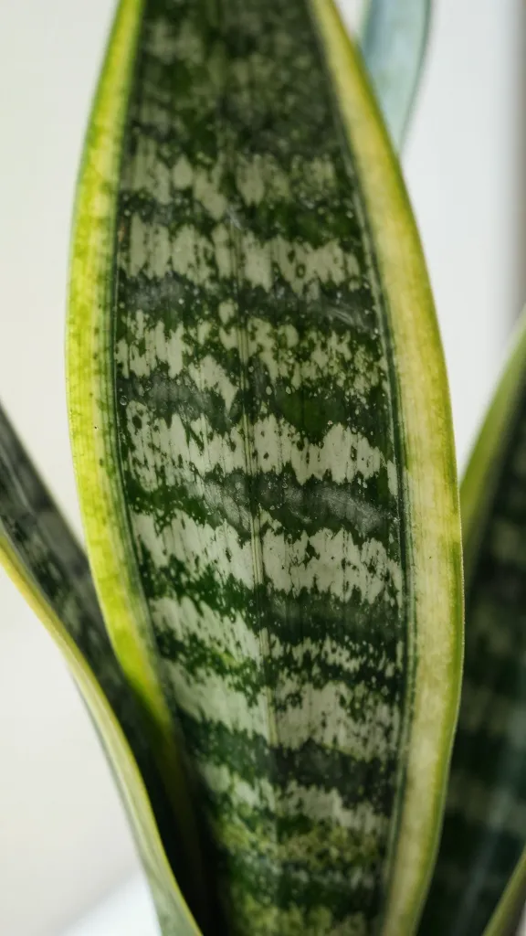 closeup of snake plant leaf texture in indirect window light